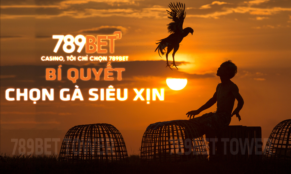 Bí quyết chọn gà tại 789Bet